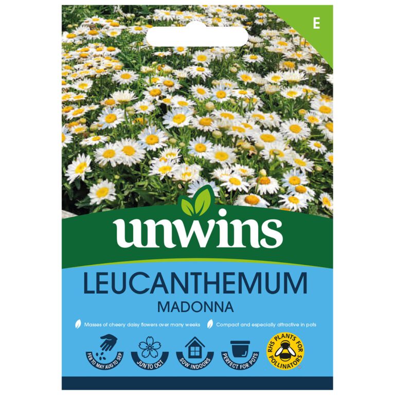 5051618025027 1 Leucanthemum Madonna Seeds.jpg